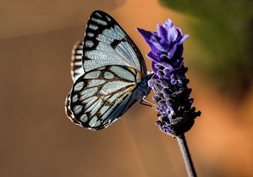 butterfly blue nature