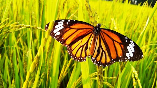 butterfly  tree  grass