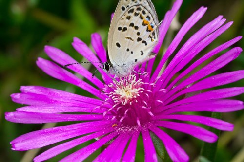 butterfly  insects  macro