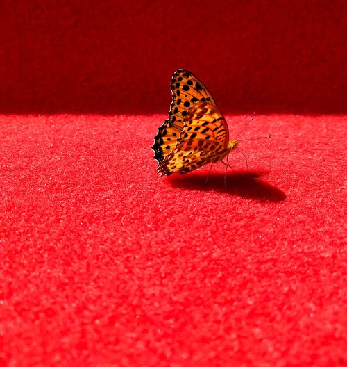 butterfly  hangzhou  national day