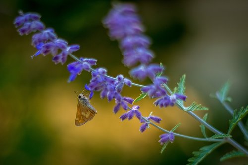 butterfly  lavender  flower