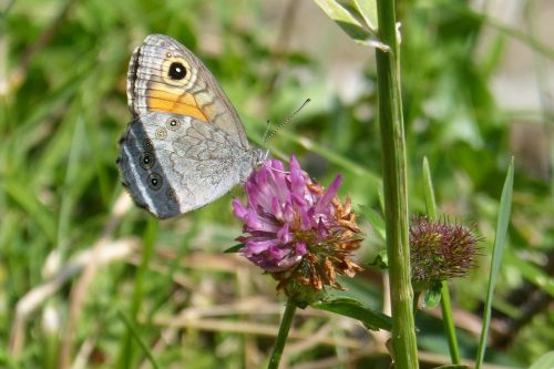 butterfly brown eye lasiommata maera