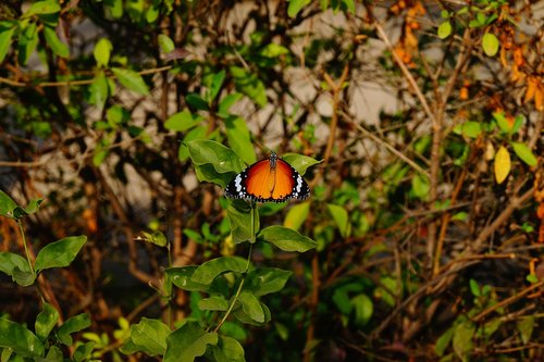 butterfly  nature  wallpaper