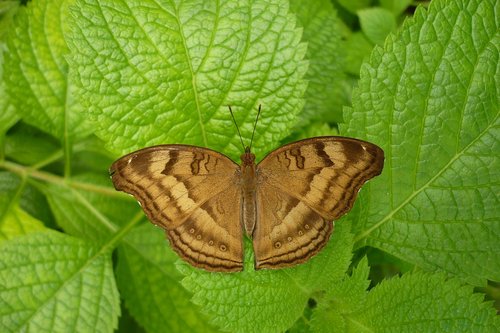 butterfly  nature  animal world