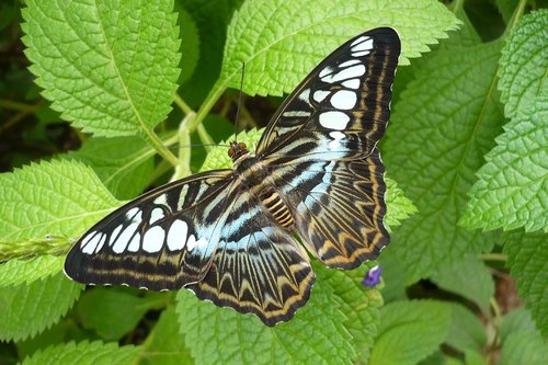 butterfly  blue  insect