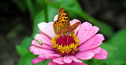 butterfly  insects  flower