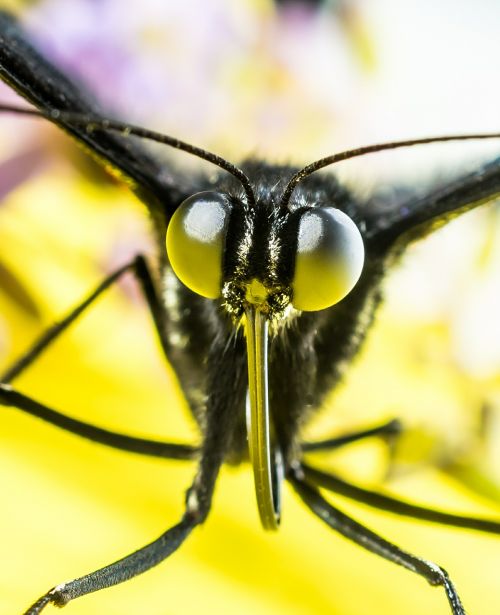 butterfly insect eyes