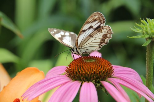 butterfly  echinacea  medicinal plant