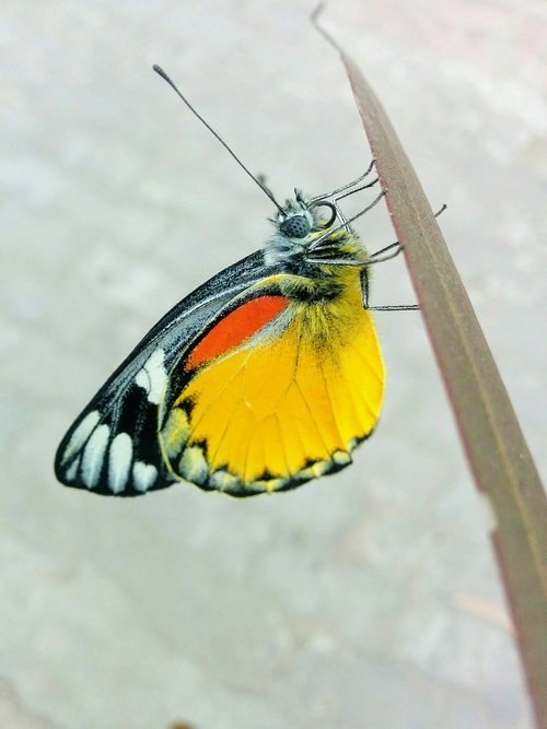 butterfly  colorful  yellow