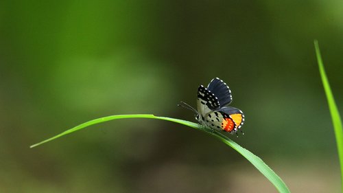 butterfly  sitting  grass