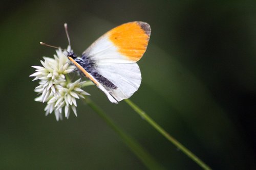 butterfly  insects  flower