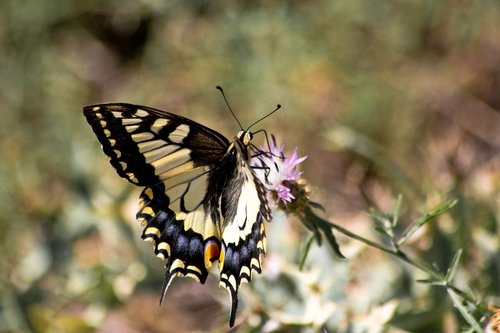butterfly  swallowtail  insects