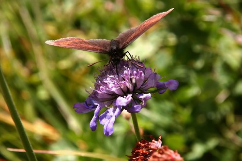 butterfly  flower  insect