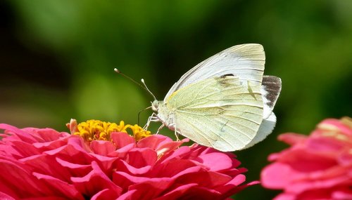 butterfly  flower  zinnia