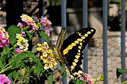 butterfly  butterflies  flower