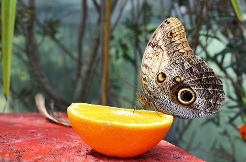 butterfly  nature  orange