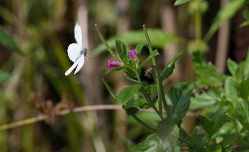 butterfly  white  insect