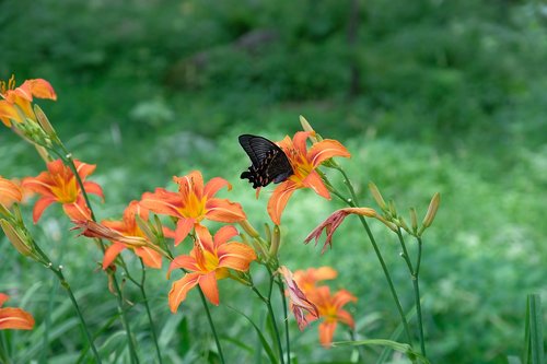 butterfly  insect  flower