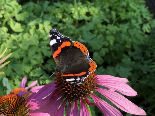 butterfly  black  orange