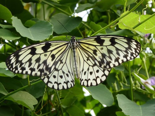 butterfly  black  white