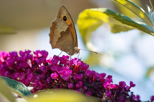 butterfly  lycaon  edelfalter