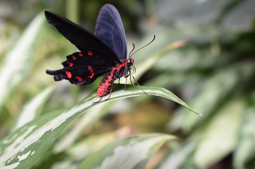 butterfly  insect  leaves