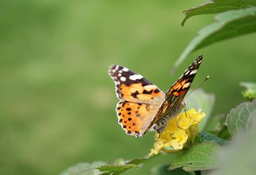 butterfly insect nature