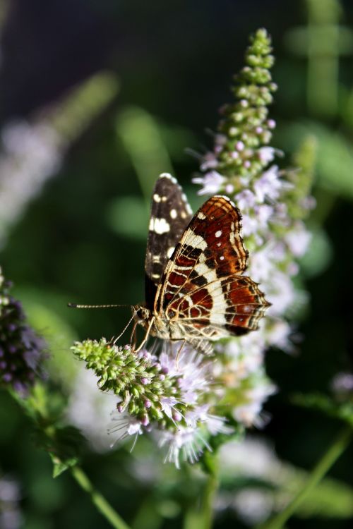 butterfly insect flower