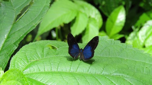 butterfly  nature  blue