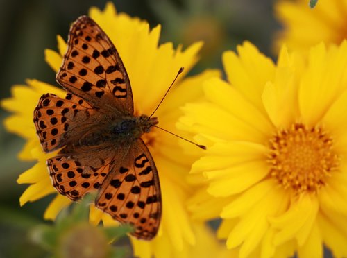 butterfly  flower  yellow