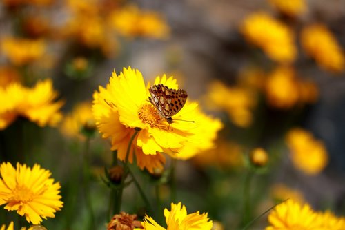 butterfly  flower  yellow