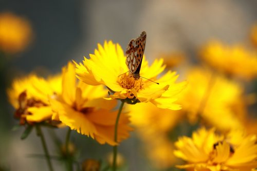butterfly  flower  yellow
