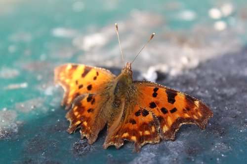 butterfly  color  nature