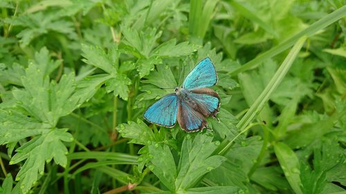 butterfly  blue butterfly  nature