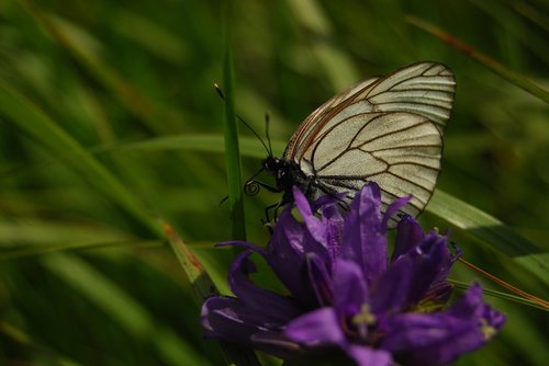 butterfly  cabbage butterfly  field