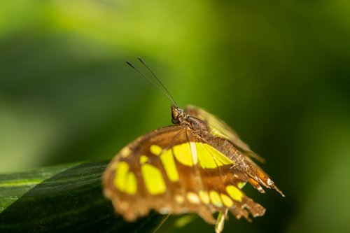 butterfly  insect  leaf