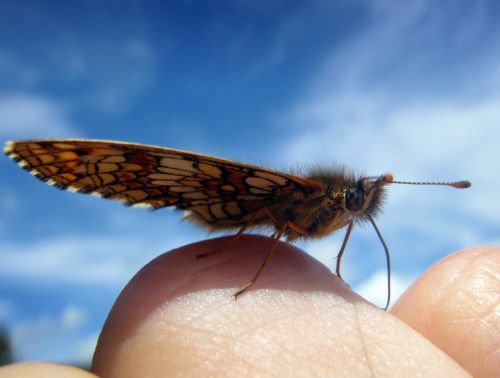 butterfly small hand