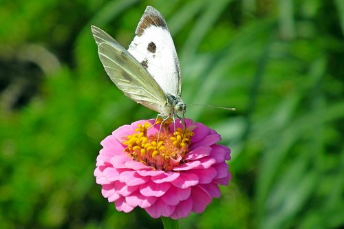 butterfly  zinnia  insect