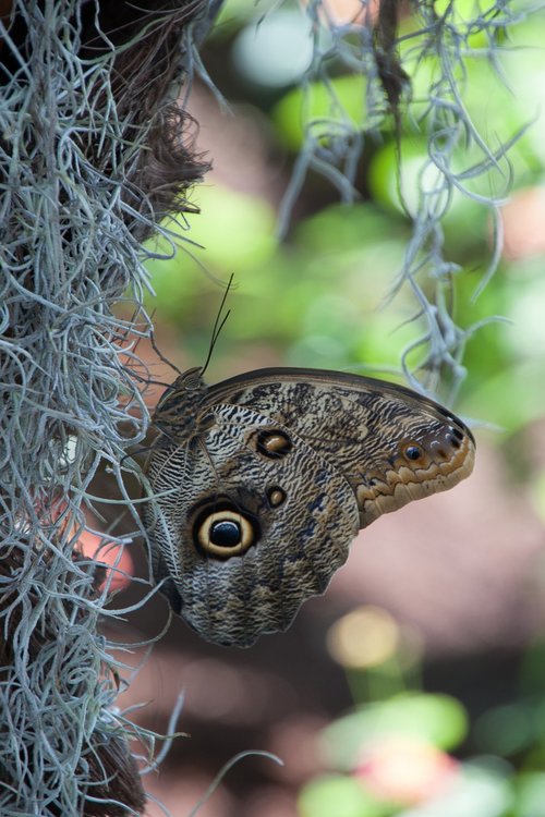 butterfly  summer  nature