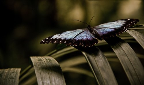 butterfly  blue  leaf