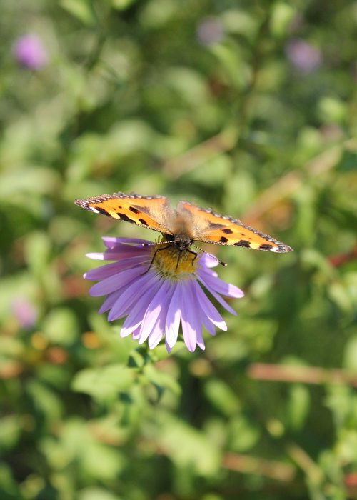 butterfly  blossom  bloom