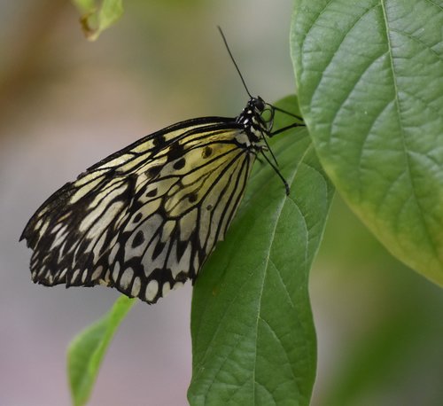 butterfly  nature  insects