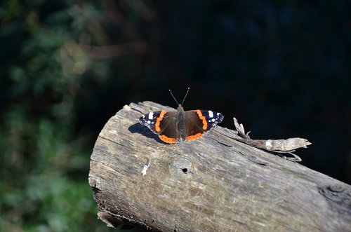 butterfly  log  orange