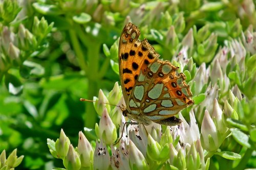 butterfly  insect  flower