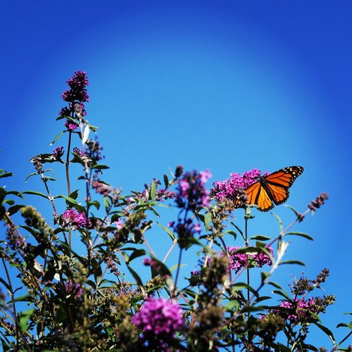 butterfly  nature  insect