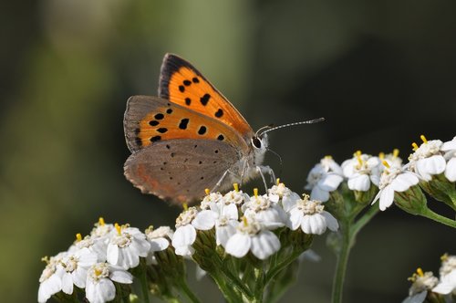 butterfly  butterflies  copper