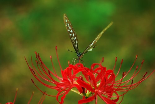 butterfly  swallowtail  flowers