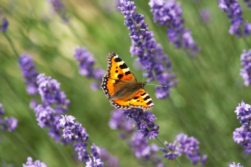 butterfly  fuchs  lavender