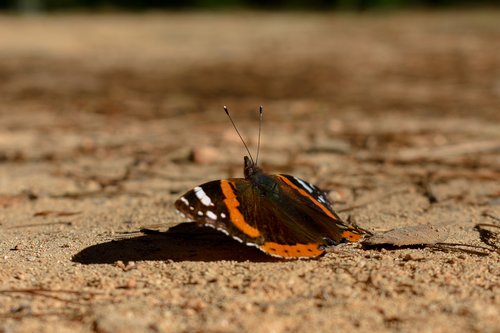 butterfly  formentera  orange
