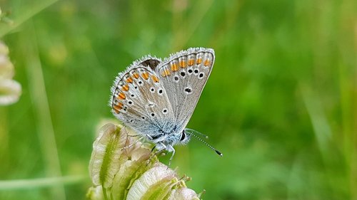 butterfly  common blue  insect